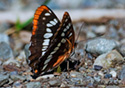 Limenitis corquini